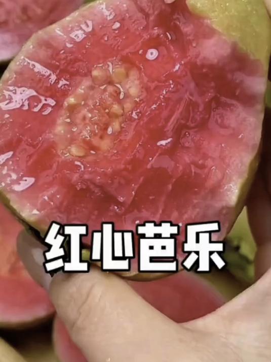广东芭乐的美味,清甜无涩口感,吃一次就难忘