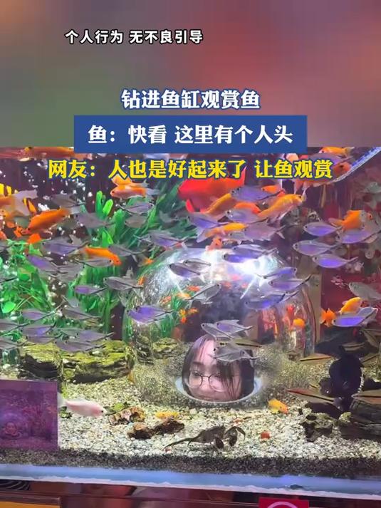 钻进鱼缸观赏鱼,鱼:快看,这里有个人头
