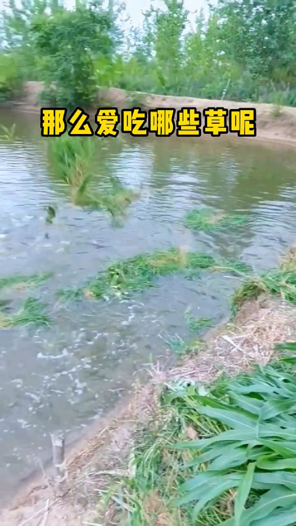 草鱼爱吃什么草