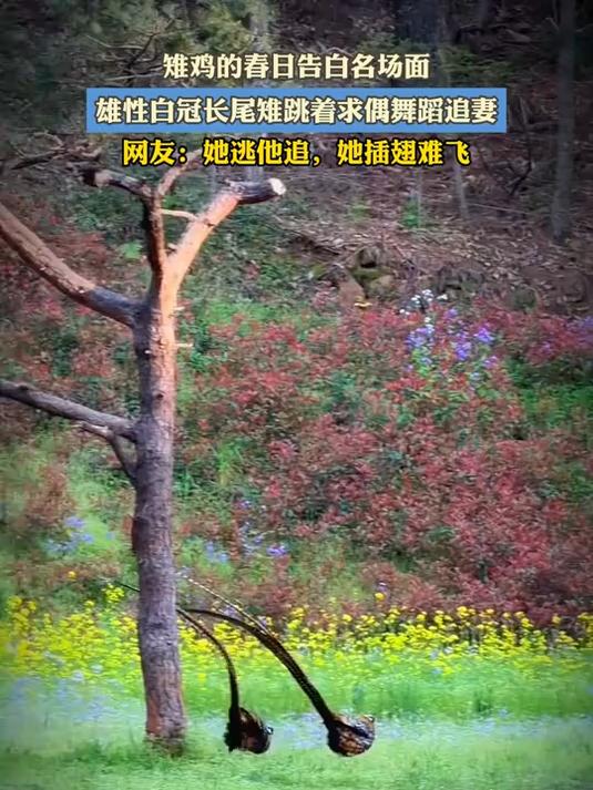雉鸡的春日告白名场面,雄性白冠长尾雉跳着求偶舞蹈追妻#花满春城我代言#
