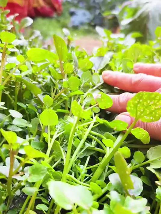 西洋菜盆栽秘籍:水培土培轻松搞定,收获满满
