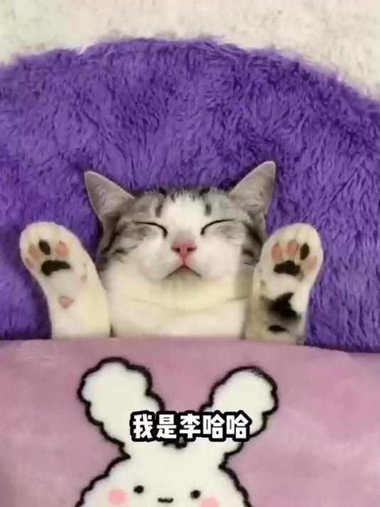 李哈哈小猫真是大孝子