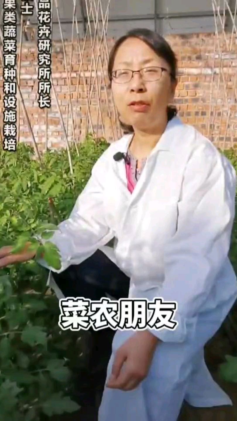 蔬菜的种植管理技术