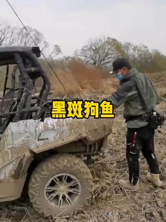 黑斑狗鱼