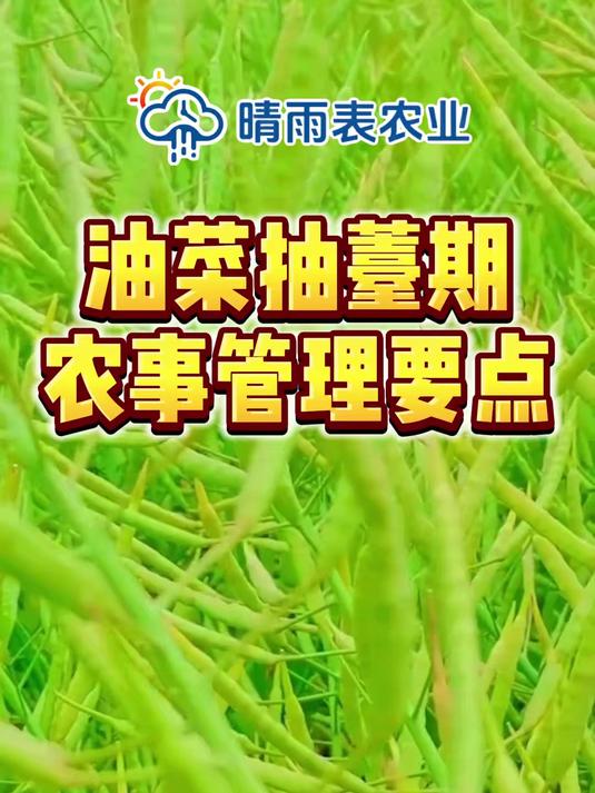 油菜抽薹期农事管理要点