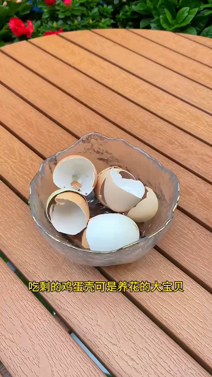 吃剩下鸡蛋壳别扔掉,用来养花有好处