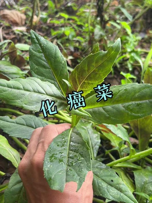 有些网友称的“化癌菜”，其实就是农村常见的紫背菜，来看看