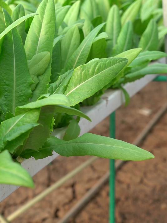 油麦菜水培种植要注意两点