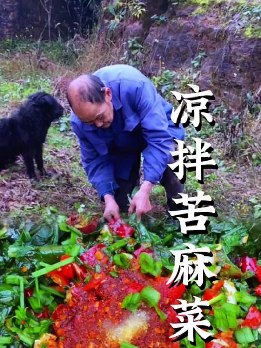 苦麻菜你们见过吗?好像农村比较普遍,是一种野菜