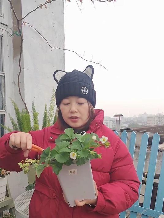 露养的草莓，如何防止小鸟啄呢