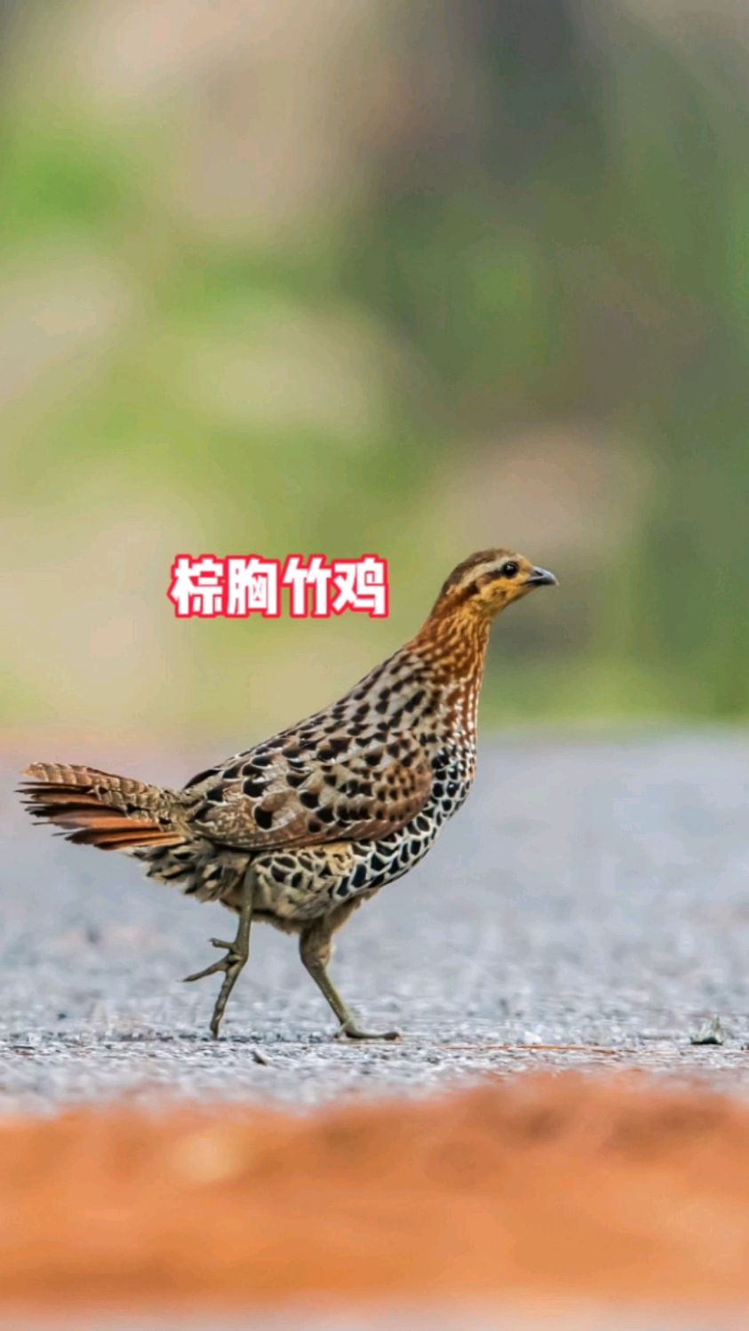 常见的灰胸竹鸡很多人都认识,棕胸竹鸡你见过吗?仅分布四川,云南,贵州,广西地区