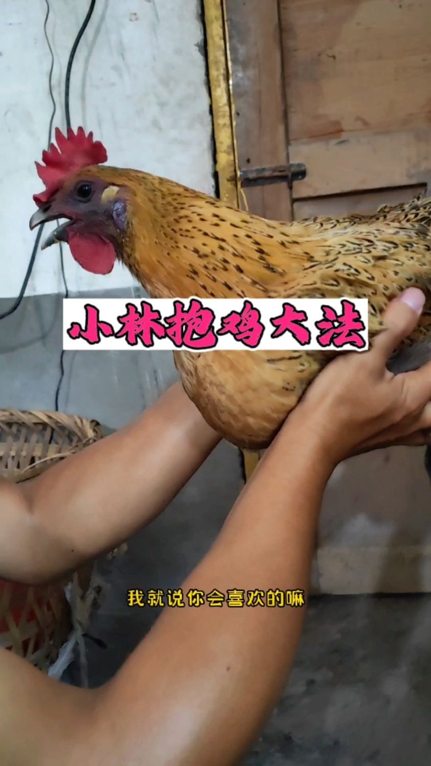 怎样抱鸡鸡才不会反抗,快使用小林抱鸡大法,包袱在最后面!
