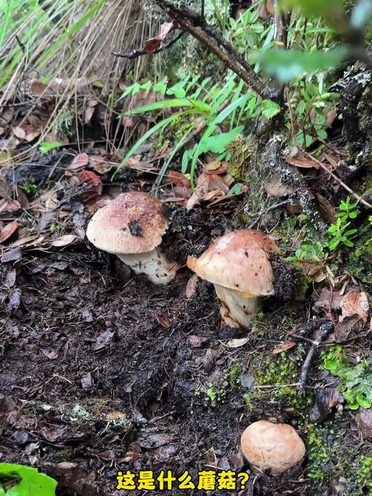 山里常见可食用野生菌、快来看你认识几种