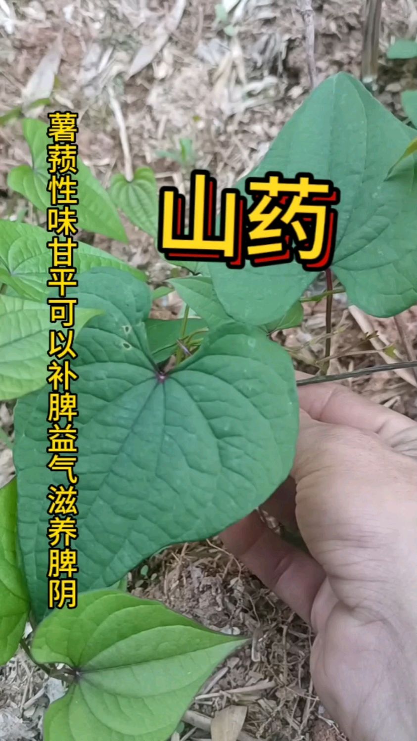 薯蓣名称也挺多,品种也挺多,这个品种也叫山药,全身是宝,嫩叶嫩芽可以炒菜吃