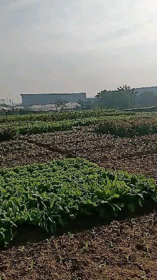 各种莴笋和生菜,你见过几种?