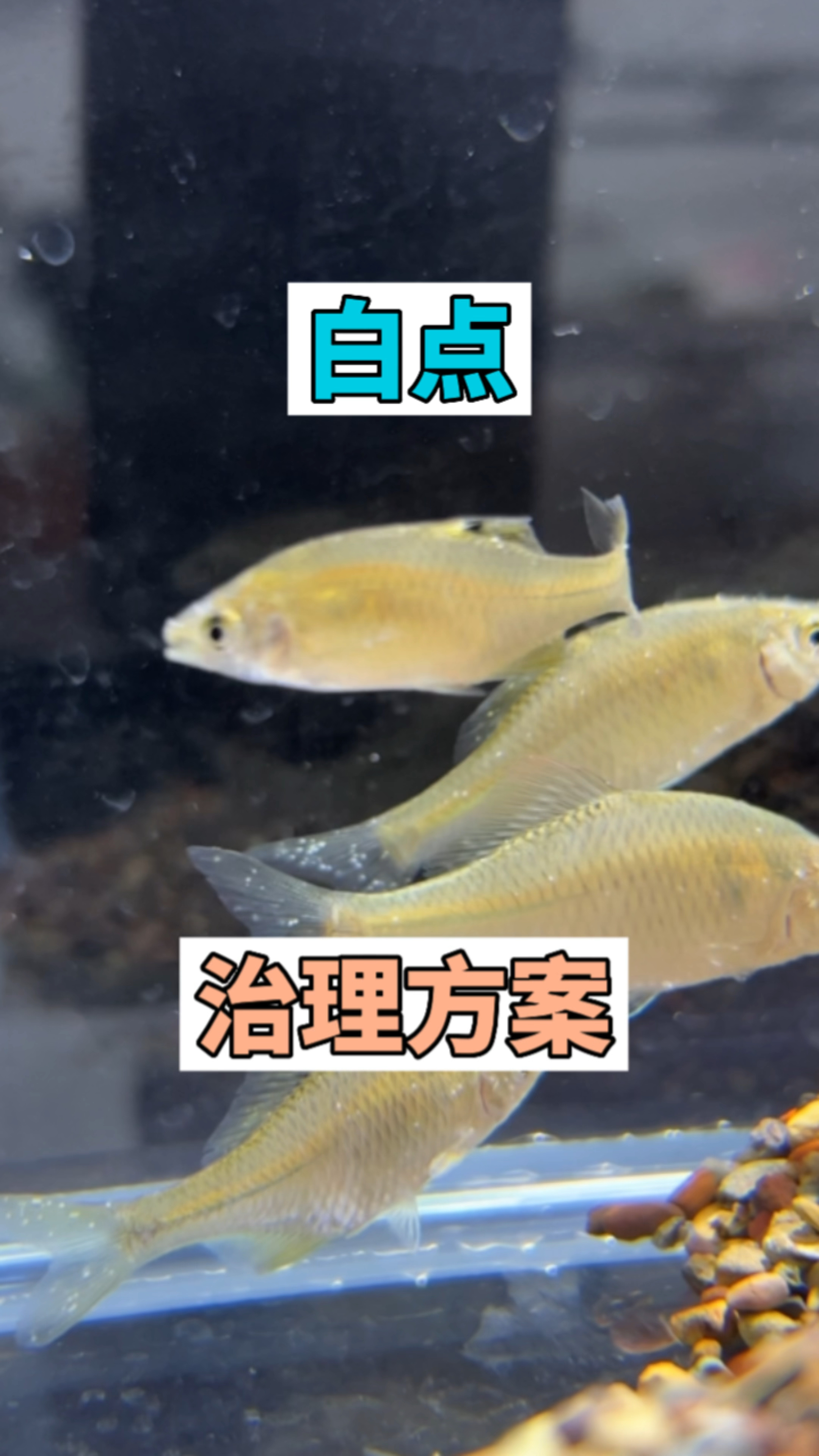 鱼缸白点治理方案