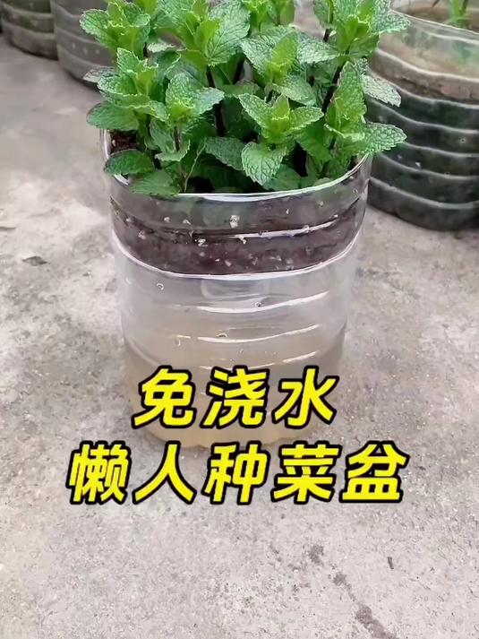 #618省心好物攻略#适配塑料花盆、多肉盆、仿瓷盆、树脂盆、自制泥盆都能用