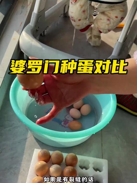 50颗婆罗门种蛋已入孵，等21天后开盲盒！真假婆罗门种蛋对比