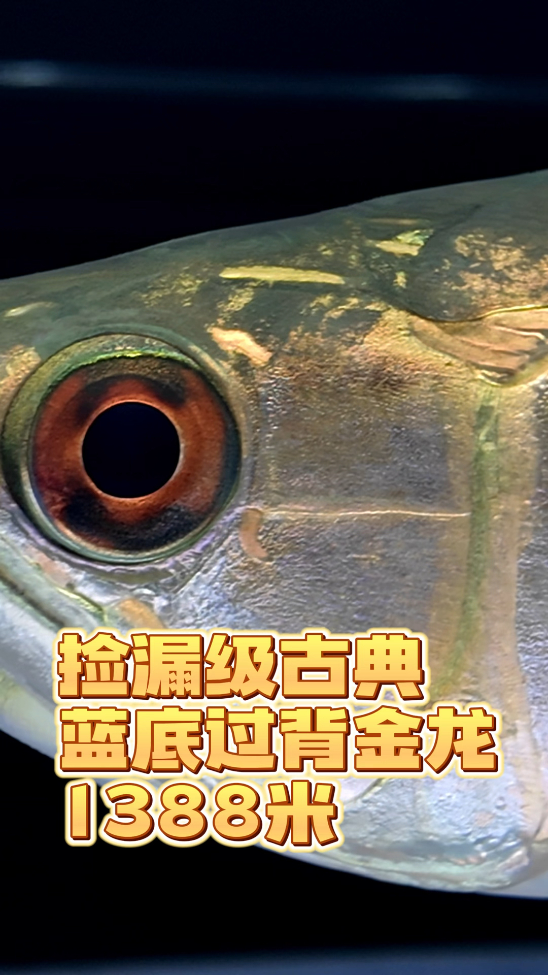 俗话说:视频不报价,生意做不大!今天分享一条捡漏级的古典蓝底过背金龙,品质杠杠的