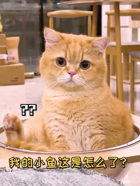 大家说应该给小鱼取个什么名字呀？