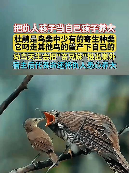 杜鹃是鸟类中的寄生种类，将蛋产于其他鸟类巢穴中被其他鸟类养大
