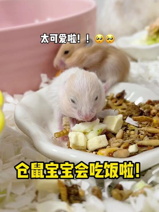 仓鼠宝宝们可以自己吃饭啦！可惜的是只剩下8只宝宝了～