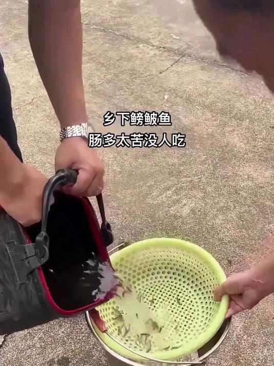 乡下鳑鲏鱼,肠多太苦没人吃