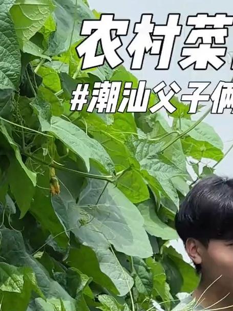 自家菜园摘新鲜的角瓜回家炒,美味