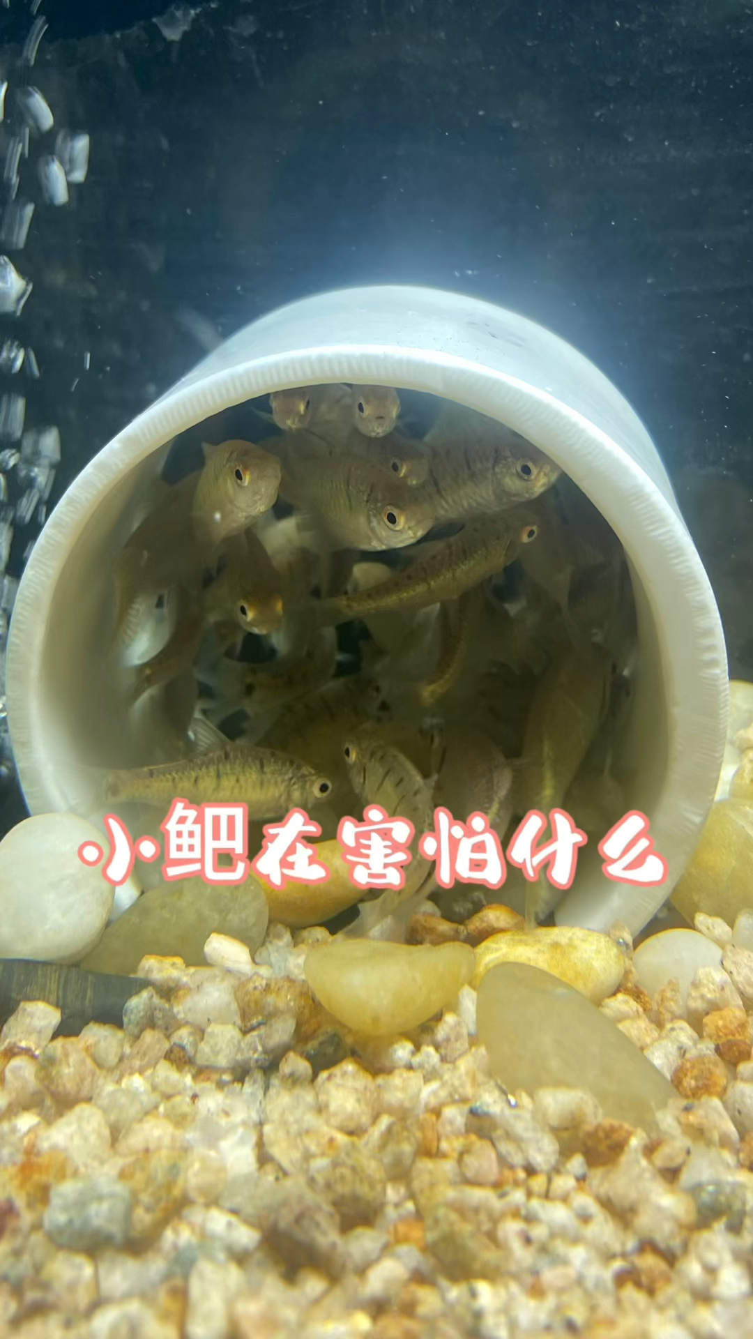 小鲃在害怕什么?#养鱼 #水族