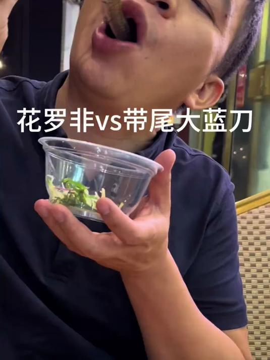 带尾巴的大蓝刀鱼生,老板说骨头太硬牙齿咬崩都咬不动
