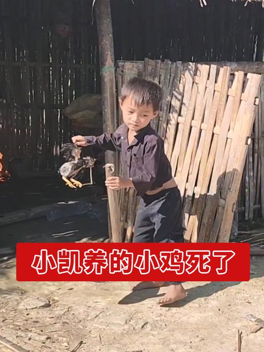 小凯喂养的小鸡死了,找了一块风水宝地把小鸡安葬了