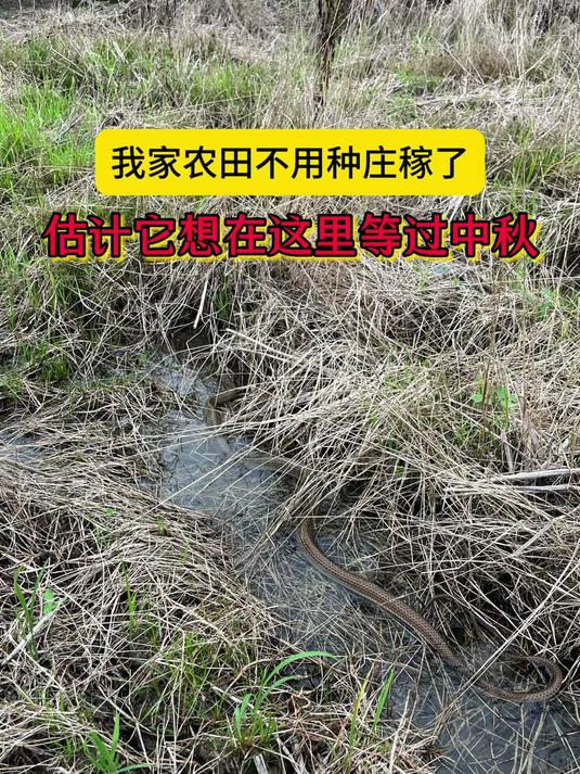 南方这个季节户外乌蛇真多，有些地区叫乌梢蛇，来看看