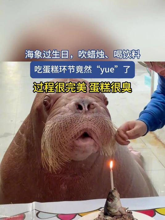 海象过生日,吹蜡烛喝饮料,吃蛋糕环节竟然“yue”了,过程很完美 蛋糕很臭