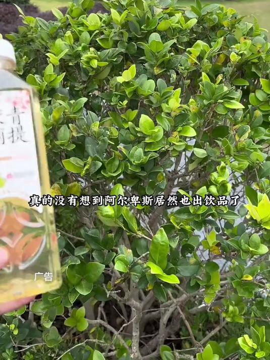 果茶柠檬茶阿尔卑斯礼品饮料系列