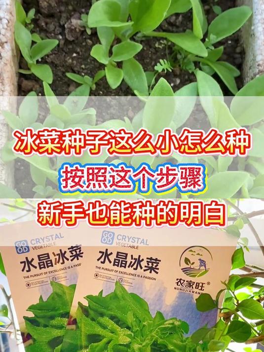 冰菜种植步骤