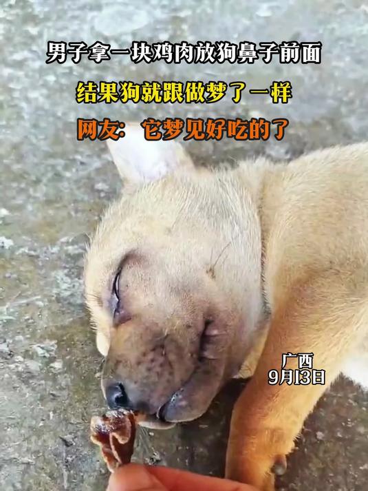 男子拿一块鸡肉放狗鼻子前面,结果狗就跟做梦了一样