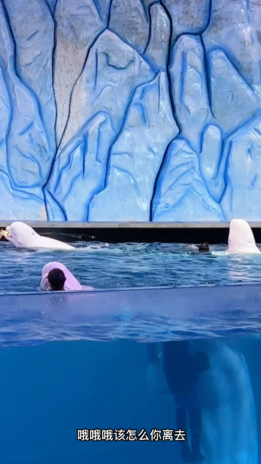 带你看看白鲸鱼转圈圈,它不晕你晕。