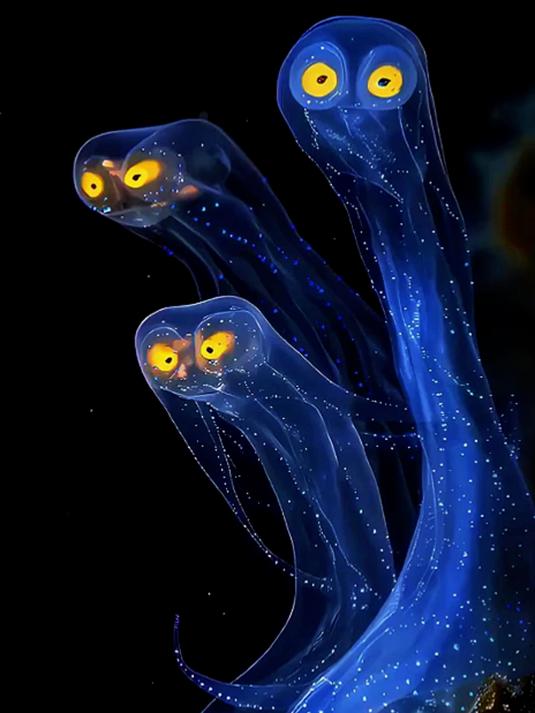 火麒麟鱼真的存在吗？