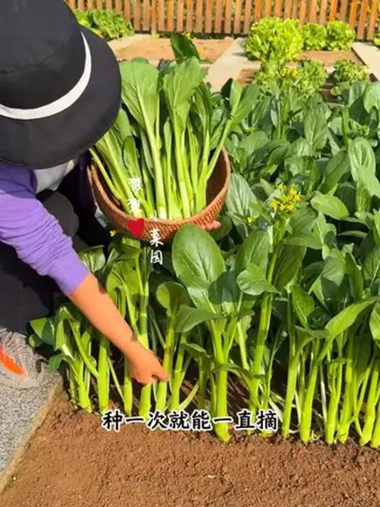 奶油菜心能一直摘,种法简单您试试,在家就种