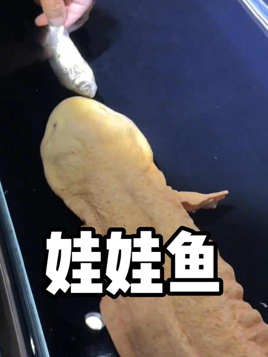 奇特的娃娃鱼卵,宛如一串串珍珠项链!