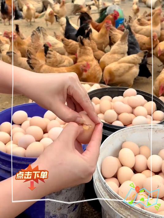 林中散养五黑鸡鸡蛋,正宗乌鸡蛋,新鲜直发