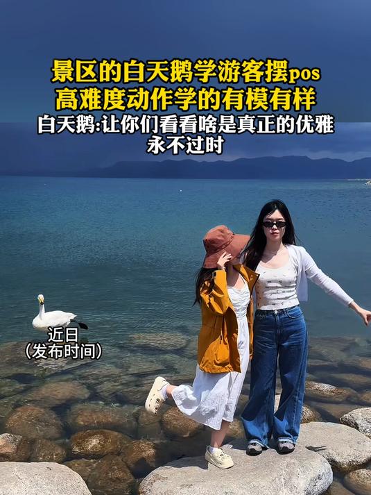 景区的白天鹅学游客摆pos,高难度动作学的有模有样,白天鹅:让你们看看啥是真正的优雅永不过