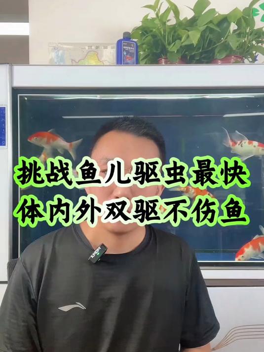 挑战鱼儿驱虫最快