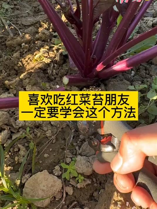 正宗红菜苔,霜打过的才够甜