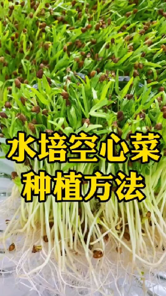 水培空心菜的种植方法,喜欢的你也试试吧