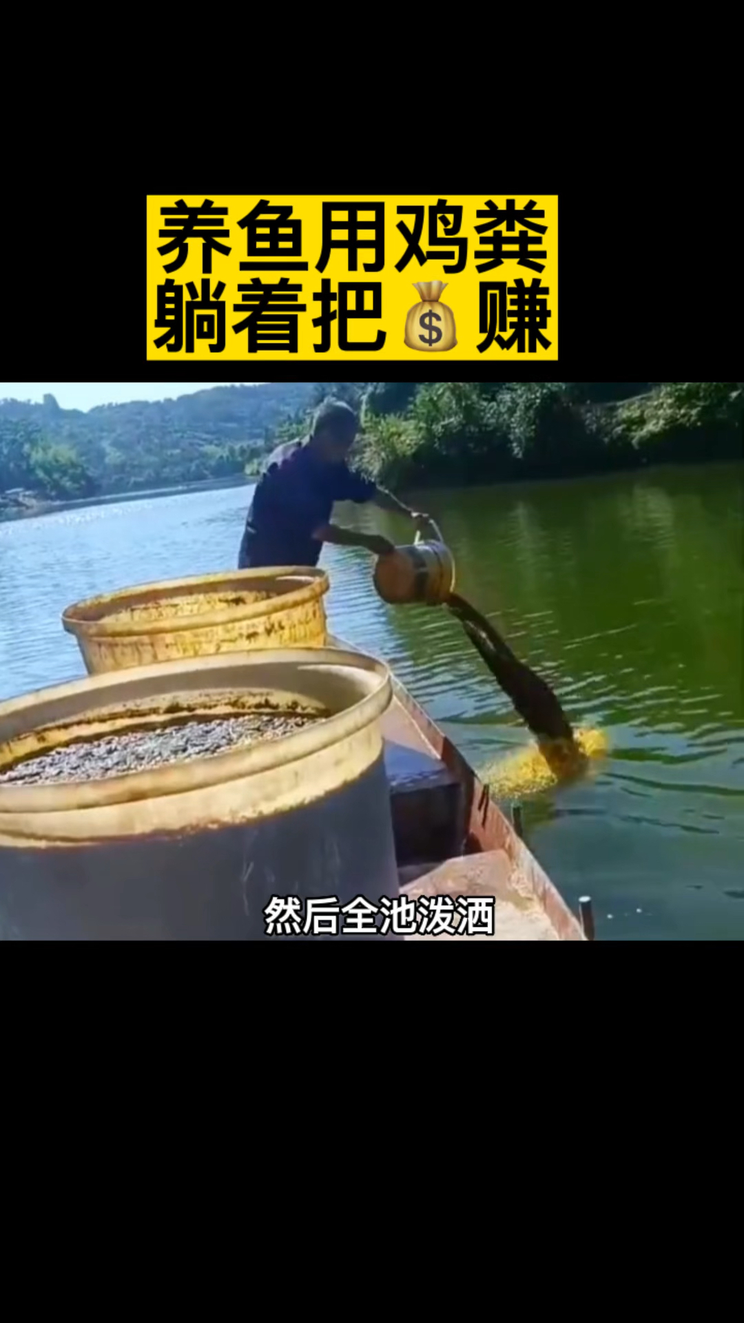 养鱼用鸡粪,躺着把钱赚#水产养殖