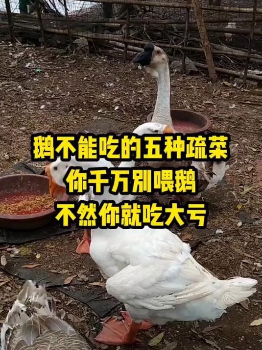 鹅不能吃的五种疏菜 你千万别喂鹅 不然你就吃大亏