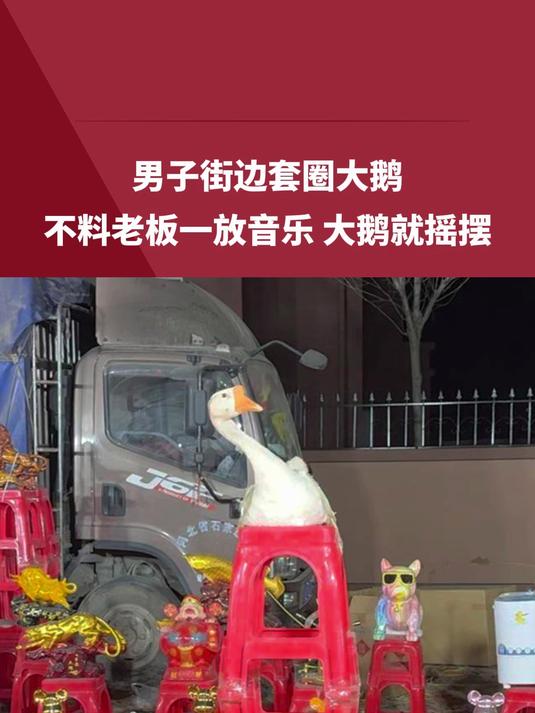 男子街边套圈大鹅,不料老板一放音乐,大鹅就摇摆。老板训练出来的,给一千都不卖