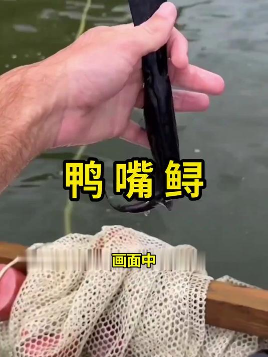 揭秘北美奇鱼鸭嘴鲟:长相奇特,竟是餐桌上的珍馐?