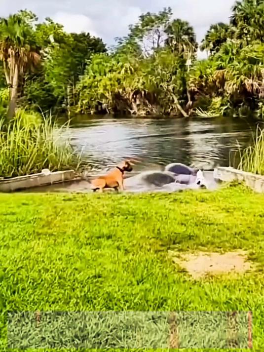 你见过几百斤的巨型鲶鱼吗？